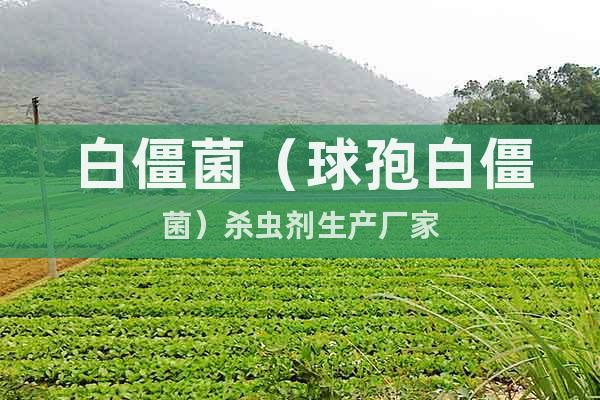 白僵菌（球孢白僵菌）殺蟲劑生產(chǎn)廠家