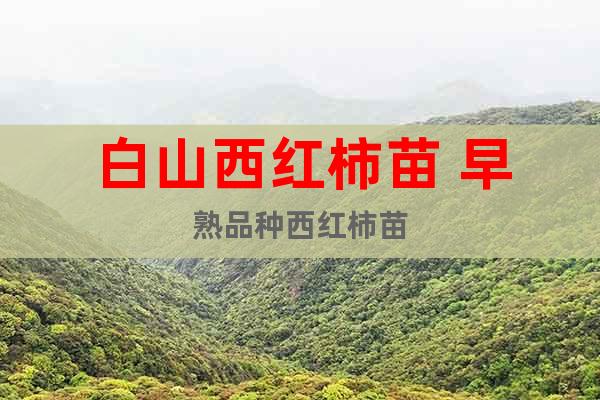 白山西紅柿苗 早熟品種西紅柿苗