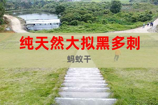 純天然大擬黑多刺螞蟻干