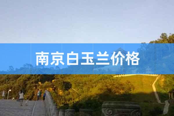 南京白玉蘭價格