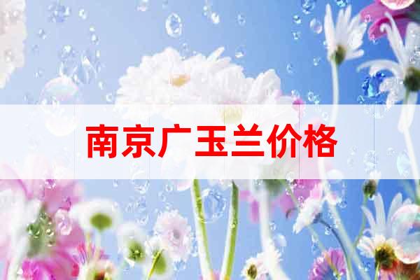 南京廣玉蘭價格