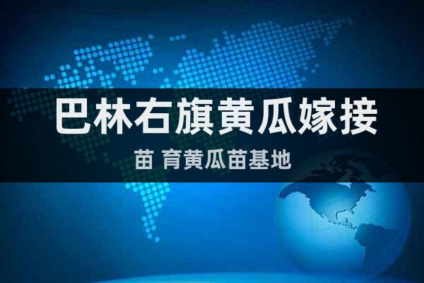 巴林右旗黃瓜嫁接苗 育黃瓜苗基地