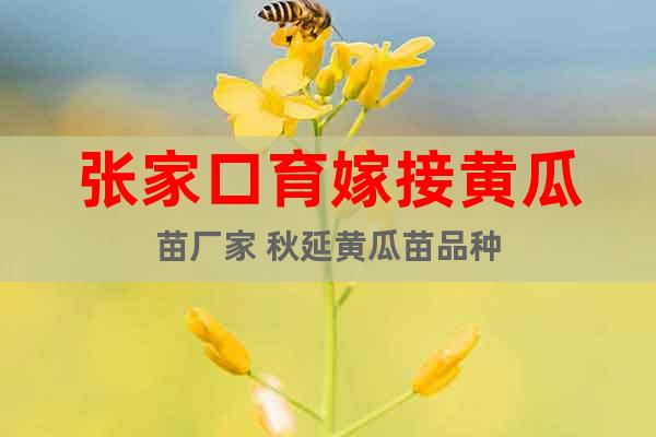 張家口育嫁接黃瓜苗廠家 秋延黃瓜苗品種