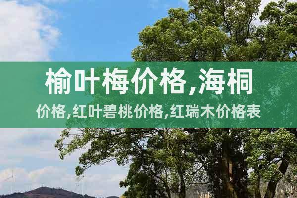 榆葉梅價格,海桐價格,紅葉碧桃價格,紅瑞木價格表
