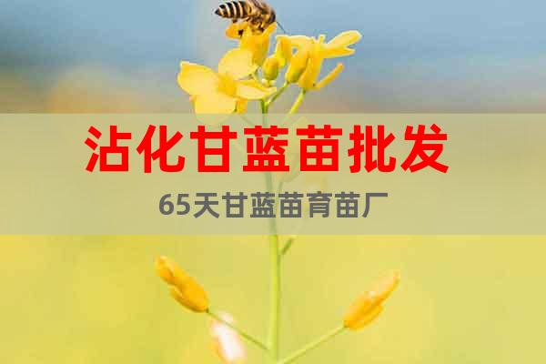 沾化甘藍(lán)苗批發(fā) 65天甘藍(lán)苗育苗廠