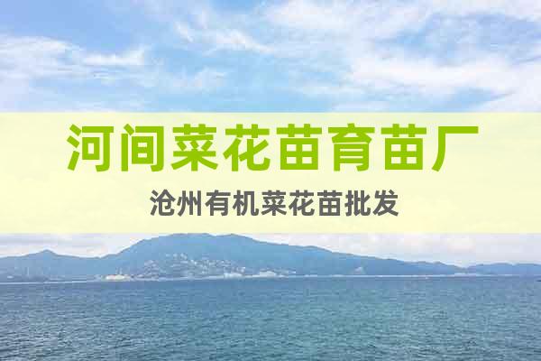 河間菜花苗育苗廠 滄州有機菜花苗批發(fā)