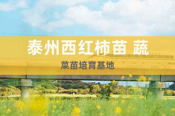泰州西紅柿苗 蔬菜苗培育基地