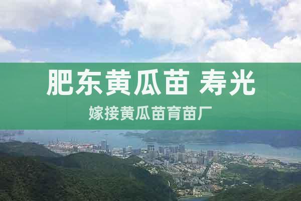 肥東黃瓜苗 壽光嫁接黃瓜苗育苗廠