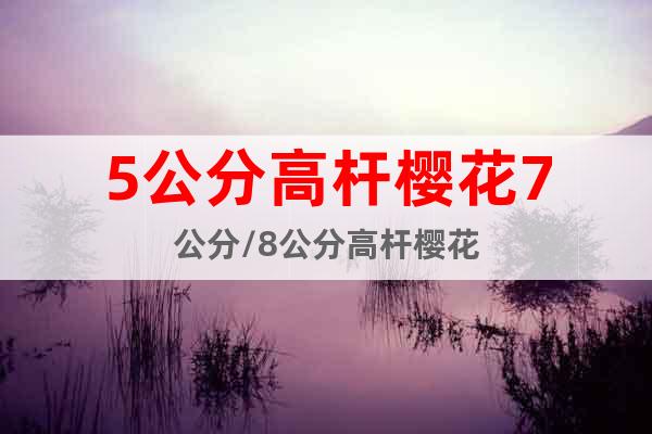 5公分高桿櫻花7公分/8公分高桿櫻花
