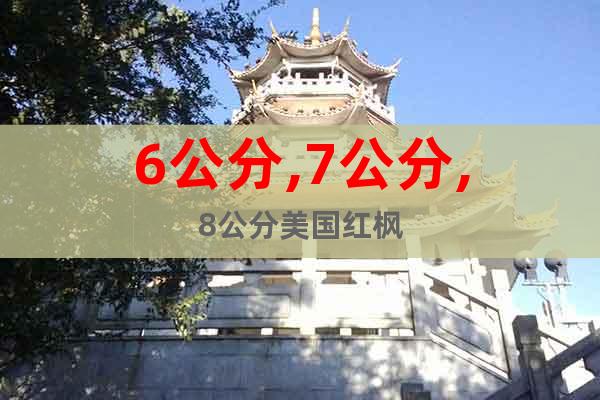 6公分,7公分,8公分美國紅楓