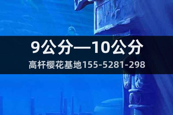 9公分—10公分高桿櫻花基地155-5281-2989